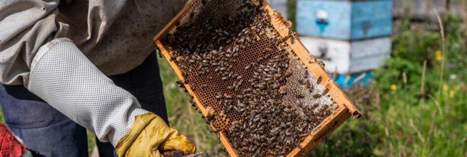 Rural Beekeeping Initiative in NegOr Town Aims to Enhance Local Revenue and Draw Tourist Interest