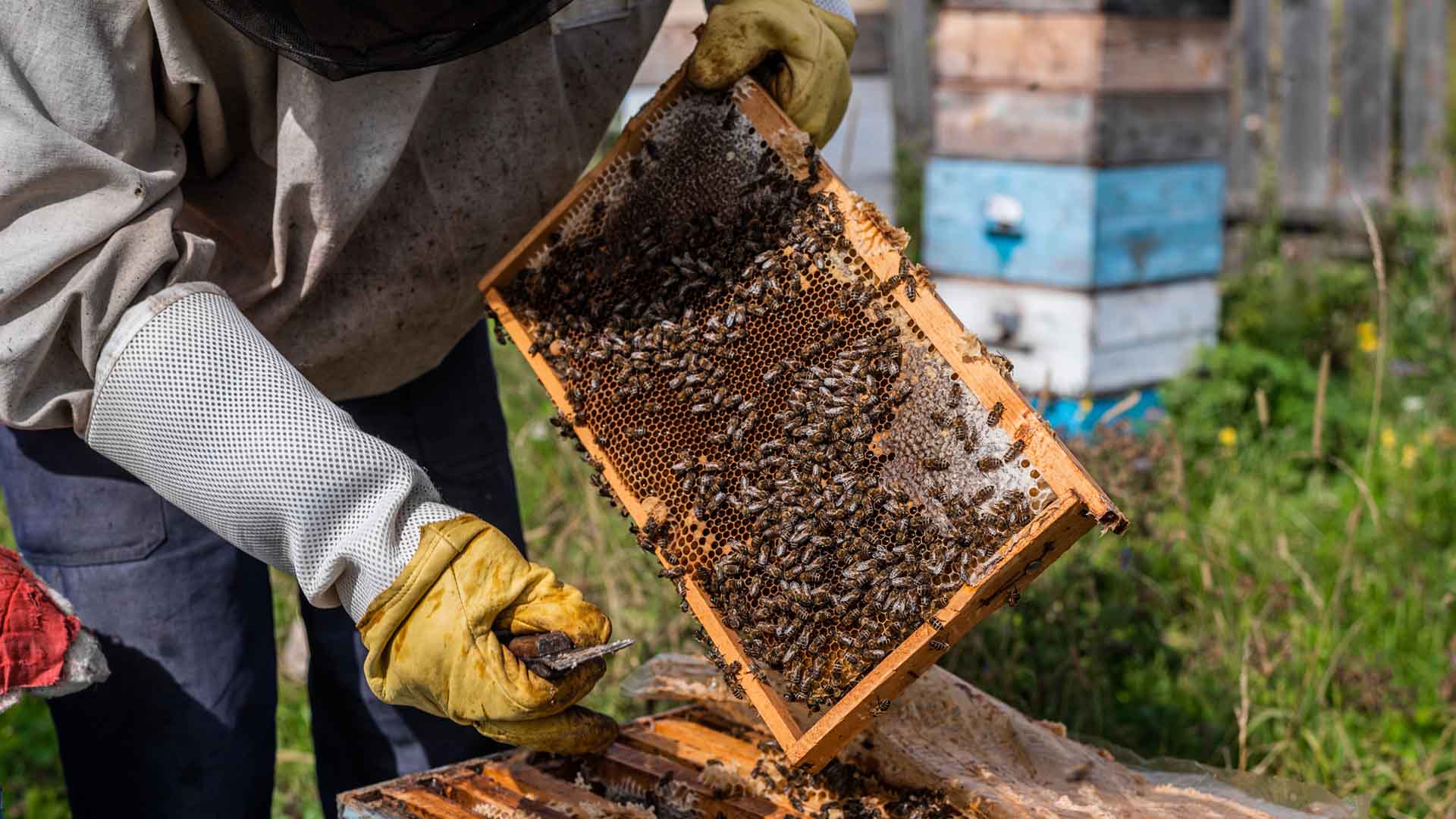 Rural Beekeeping Initiative in NegOr Town Aims to Enhance Local Revenue and Draw Tourist Interest