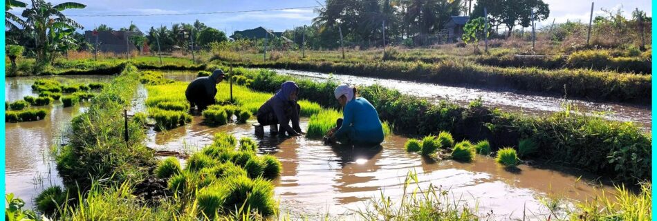 Photo of the Day for December 06, 2023 – Workers in the rice fields at Zamboanguita