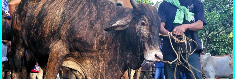 Photo of the Day for December 11, 2023 – Cattle Market in Doldol, Bacong