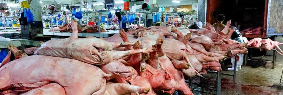 Photo of the Day for December 21, 2023 – Slaughtered pig delivery at public market Dumaguete