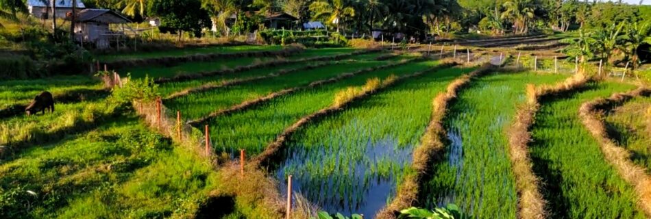 Discovering the Rice Fields of Zamboanguita’s Brave Farmers