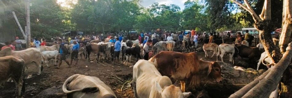 Philippine cattle market in Bacong