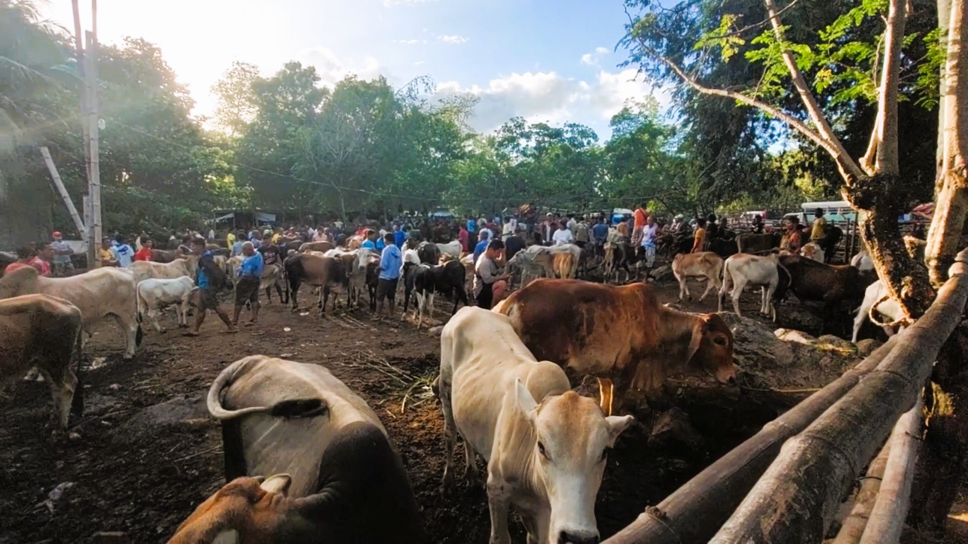 Philippine cattle market in Bacong