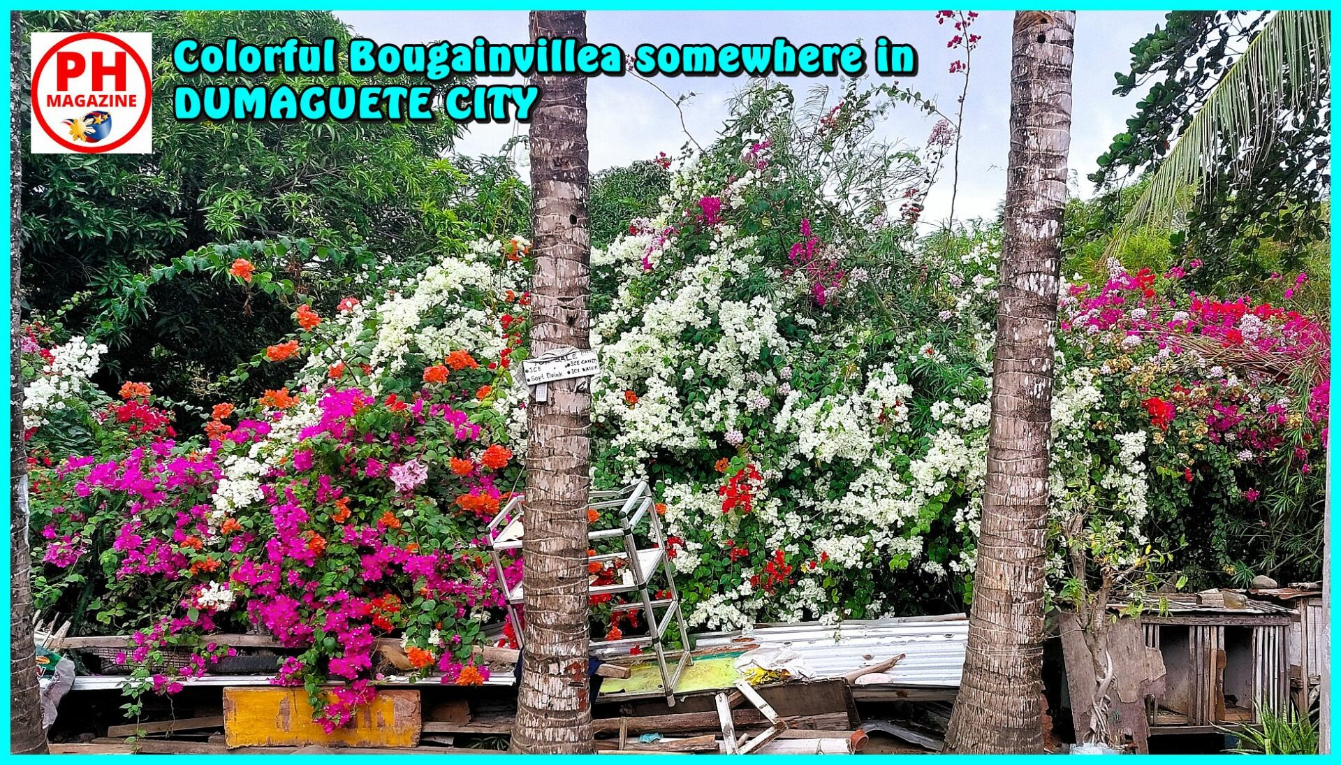 SIGHTS OF NEGROS - PHOTO OF THE DAY - Colorful Bougainvillea somewhere in Dumaguete City