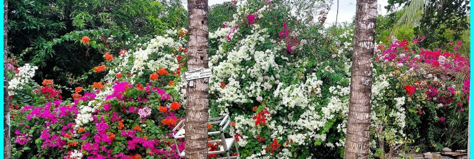 Photo of the Day for January 20, 2024 – Colorful Bougainvillea somewhere in Dumaguete City