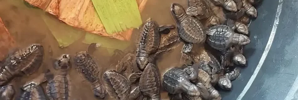 Sipalay City releases sea turtle hatchlings found in beach resort