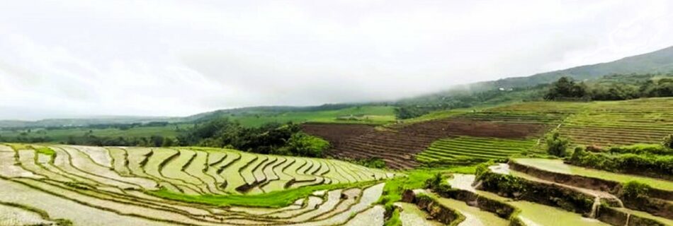 P161M cash aid awaits 32K rice farmers in Negros Oriental