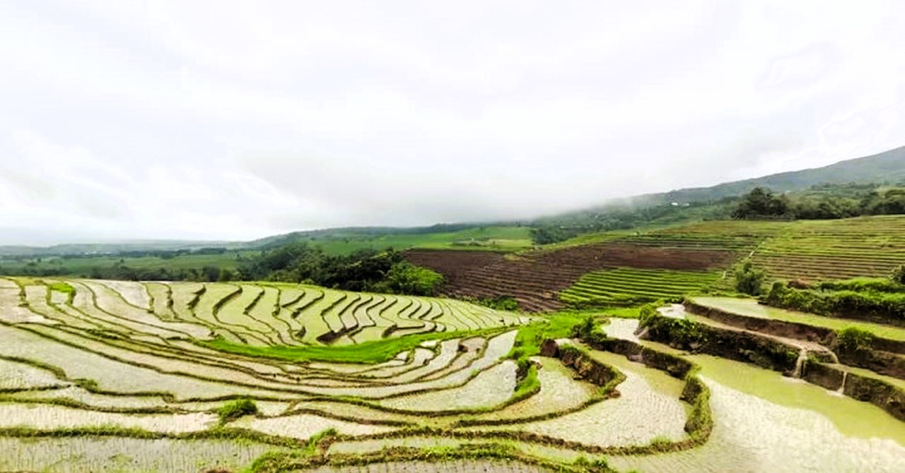 P161M cash aid awaits 32K rice farmers in Negros Oriental