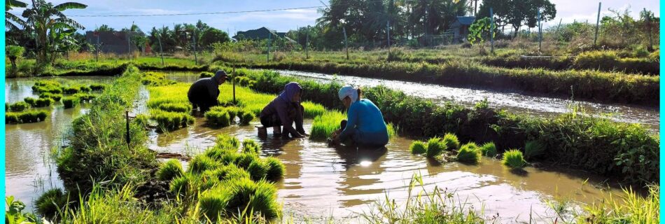 Photo of the Day for February 17, 2024 – By the rice farmers in Zamboanguita