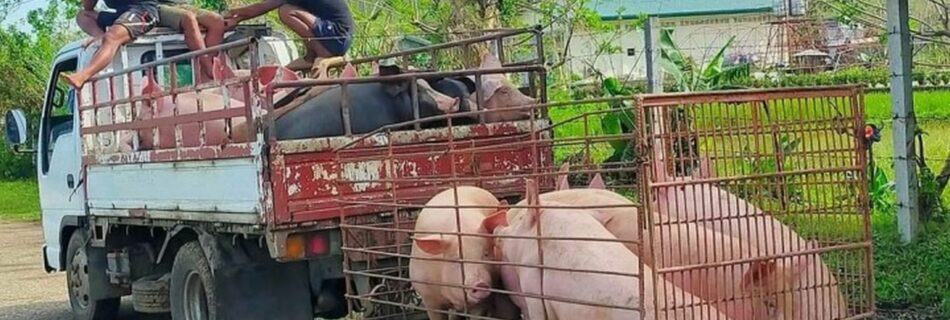 Siquijor to supply live hogs to Negros Oriental amid high pork prices