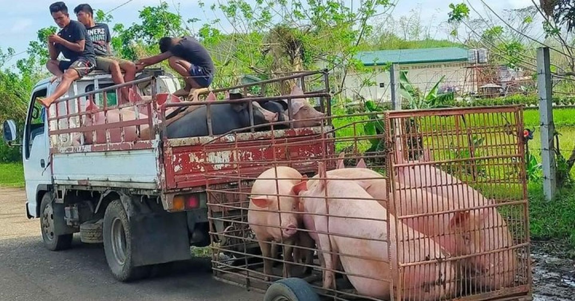 Siquijor to supply live hogs to Negros Oriental amid high pork prices