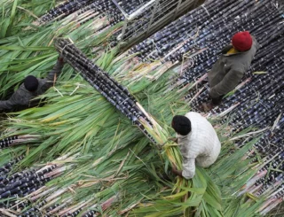 Higher mill gate prices ‘big relief’ to sugarcane planters