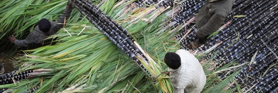 Higher mill gate prices ‘big relief’ to sugarcane planters