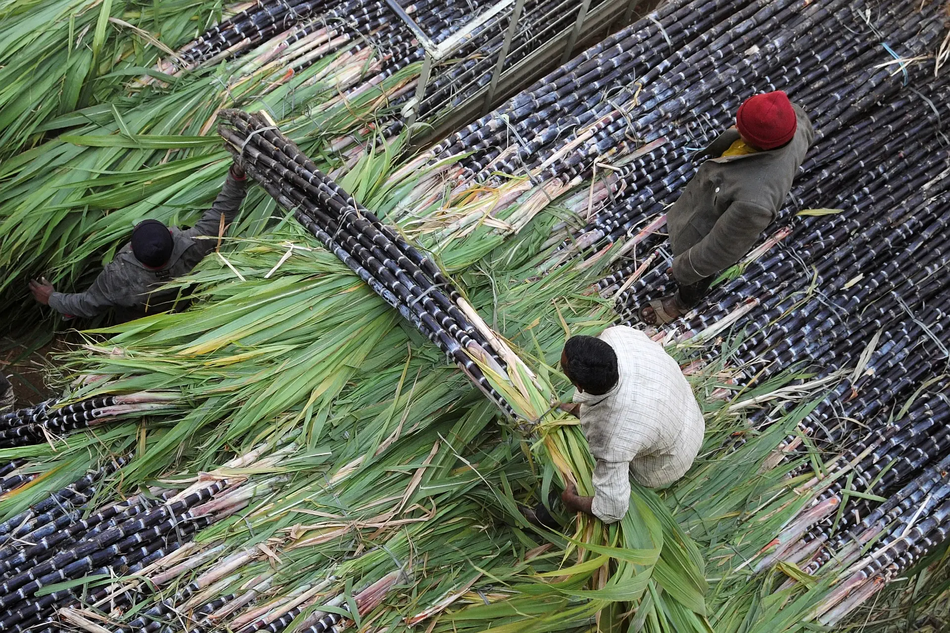 Higher mill gate prices ‘big relief’ to sugarcane planters