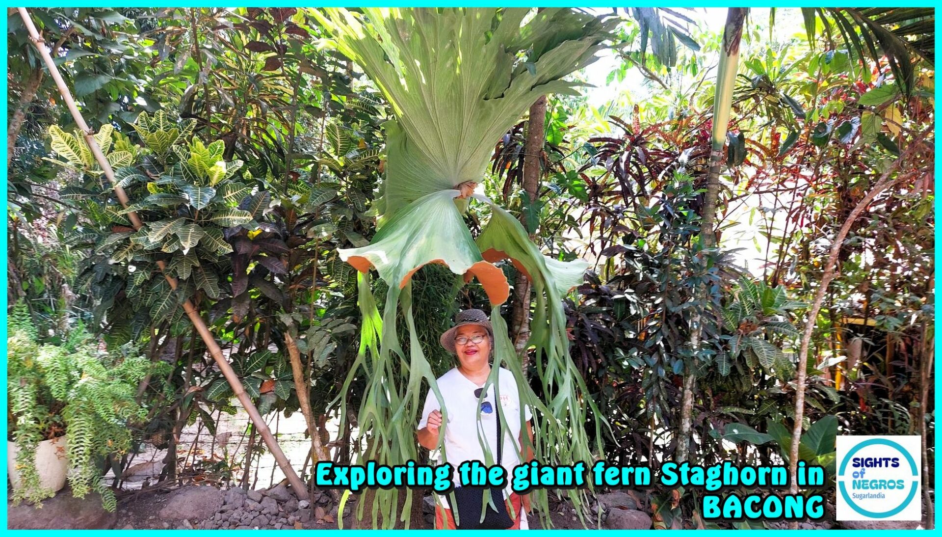 SIGHTS OF NEGROS - PHOTO OF THE DAY - Exploring the Giant Staghorn Fern in Bacong, Negros Orienta