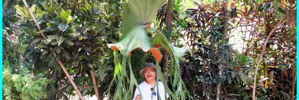 Photo of the Day for April 16, 2024 – Exploring the Giant Staghorn Fern in Bacong, Negros Oriental