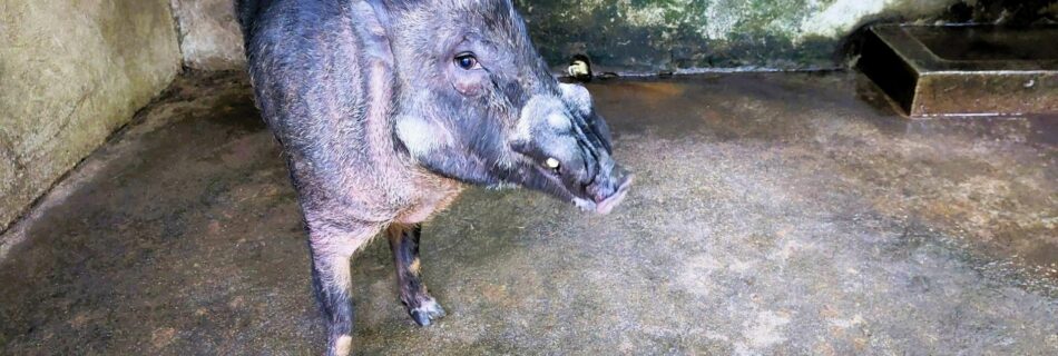 BLOG – Local Heroes: Preserving the Negros Warty Pig in its Natural Habitat