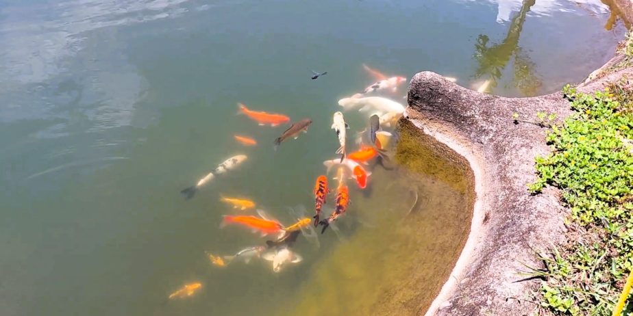 ZAMORA Agri Farm  & CALANGO DAM | Zamboanguita