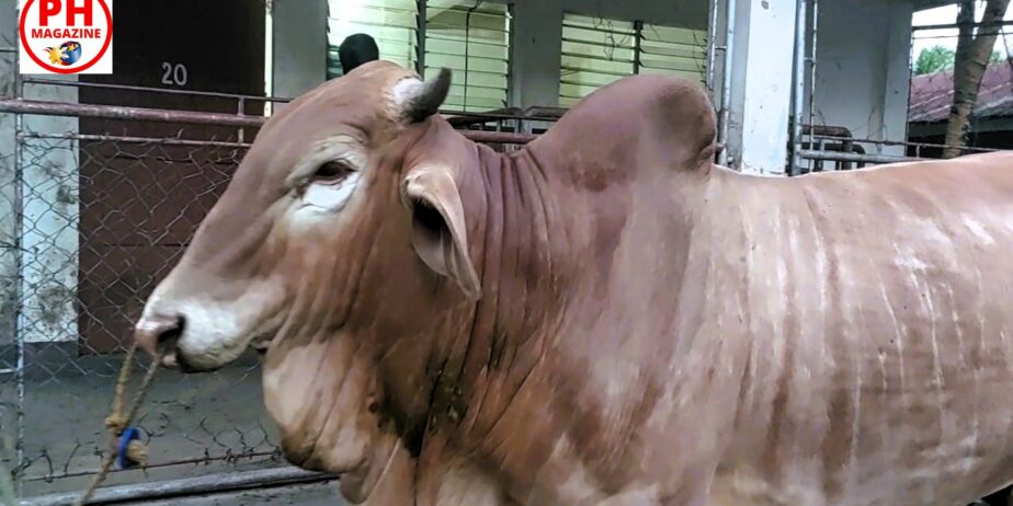 WILD EAST BEASTS – Cattle Market | Philippines