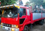 WILD EAST BEASTS – Cattle Market | Philippines