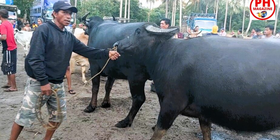 WILD EAST BEASTS – Cattle Market | Philippines