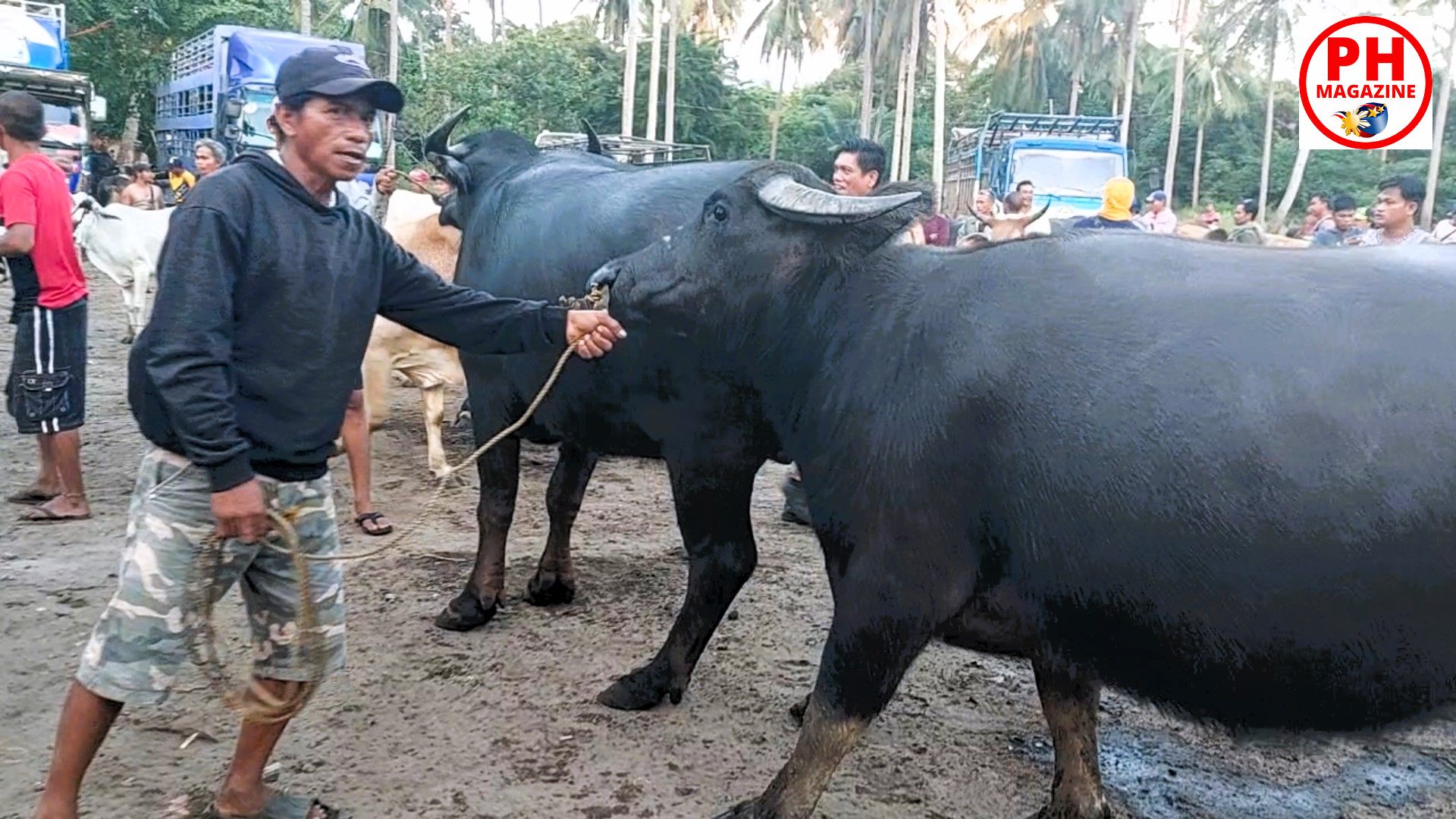 WILD EAST BEASTS – Cattle Market | Philippines