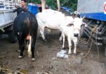 WILD EAST BEASTS – Cattle Market | Philippines