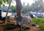 WILD EAST BEASTS – Cattle Market | Philippines