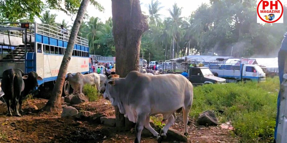 WILD EAST BEASTS – Cattle Market | Philippines