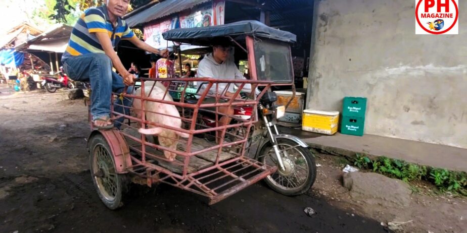 WILD EAST BEASTS – Cattle Market | Philippines