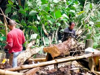 19-sights-of-negros-oriental-video-other-tree-felling-03-1